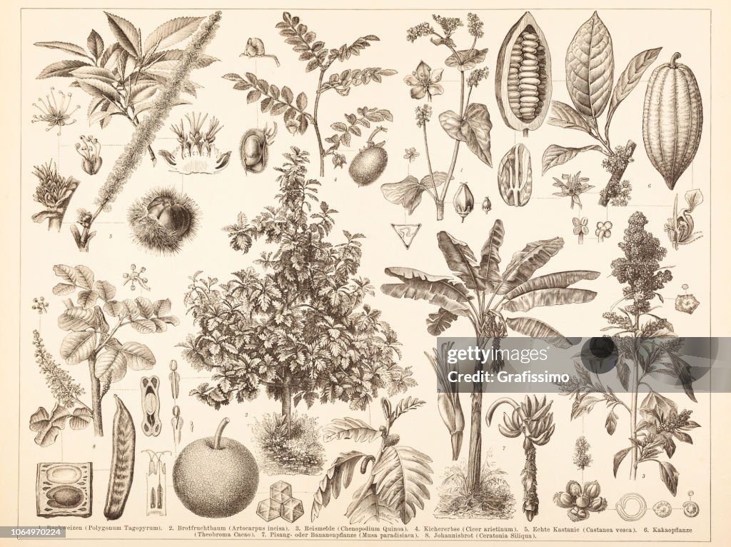 Different chestnut tree cacao illustration