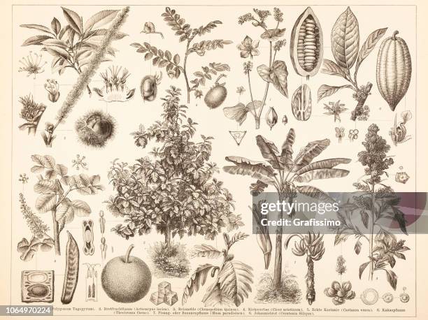 different chestnut tree cacao illustration - coconut geranium stock illustrations