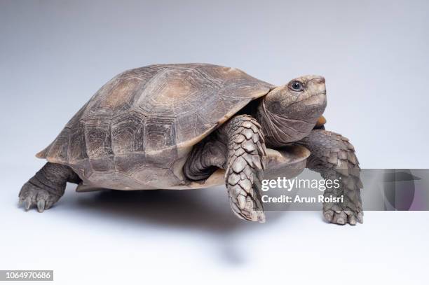 brown asian giant tortoise (manouria emys) - turtle stock pictures, royalty-free photos & images