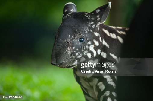 50 Tapir Baby Photos and Premium High Res Pictures - Getty Images