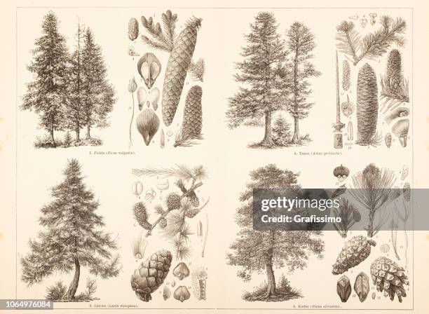 coniferous trees pine fir larch and spruce illustration - spruce stock illustrations