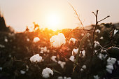 Cotton plant during sunset