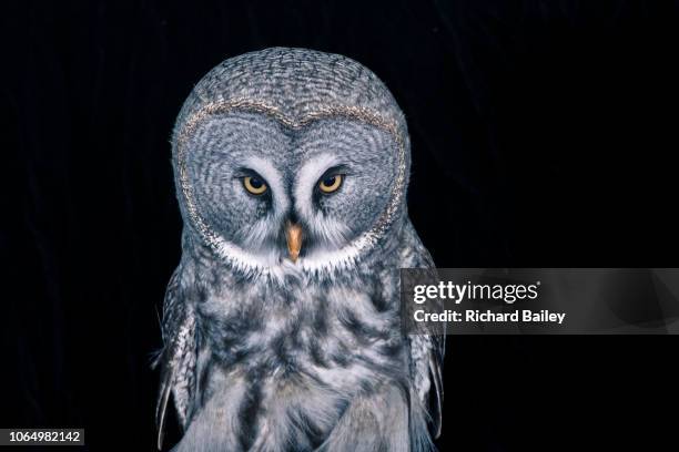 great grey owl - laplanduil stockfoto's en -beelden