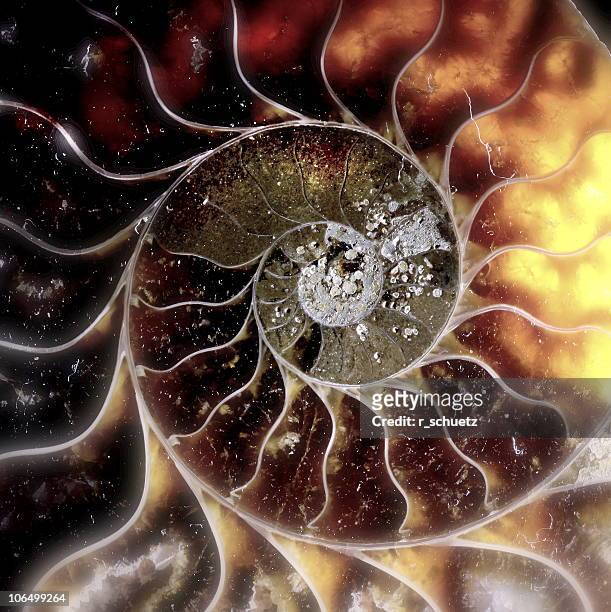 solar iii (ammonite version) - shell fossil stock pictures, royalty-free photos & images
