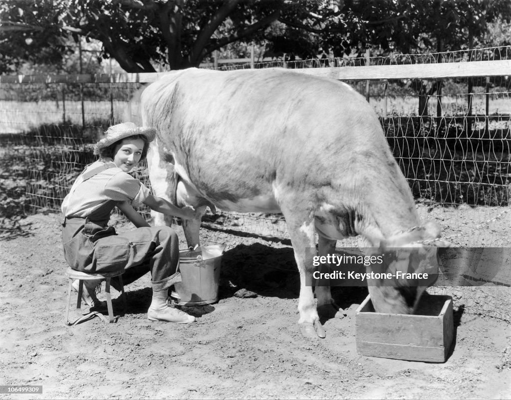 An Actress Milking A Cow 1929