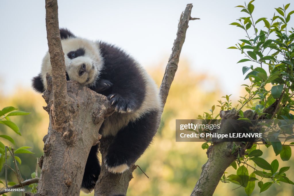 Panda cub sleeping in a tree