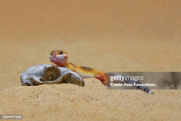 leopard gecko in sandy environment - gecko leopard stock pictures, royalty-free photos & images
