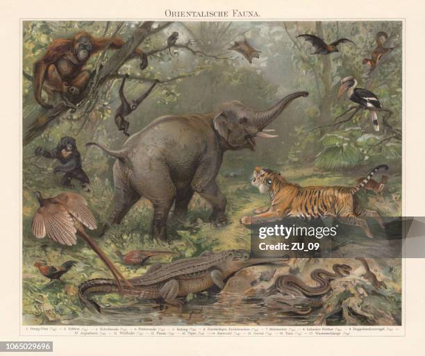 ilustrações, clipart, desenhos animados e ícones de fauna asiática, chromolithograph, publicada em 1897 - colugo