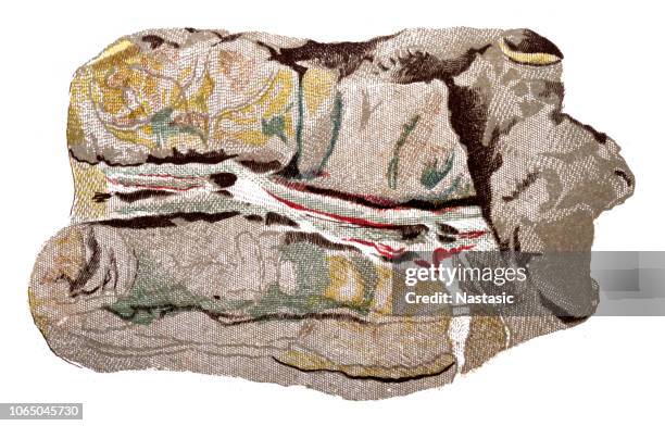 serpentin mineral found in serpentinite rocks - brown snake stock illustrations