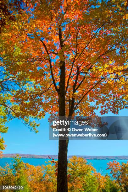 1,109 Maple Drive Stock Photos, High-Res Pictures, and Images - Getty ...