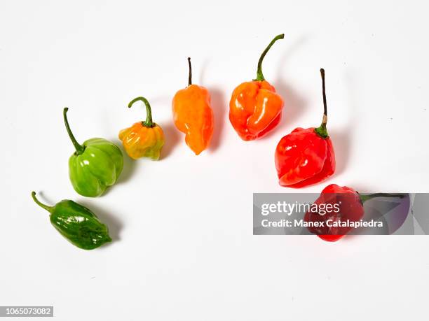 habanero chilis rainbow - habanero stock pictures, royalty-free photos & images