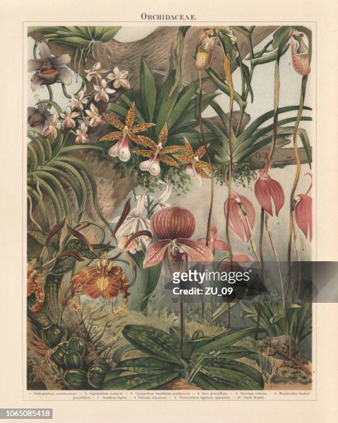 orchideen (orchidaceae), farblitho, veröffentlicht im jahre 1897 - botany stock-grafiken, -clipart, -cartoons und -symbole