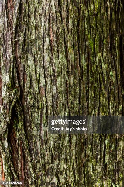 tree bark texture - mousse-végétale photos et images de collection