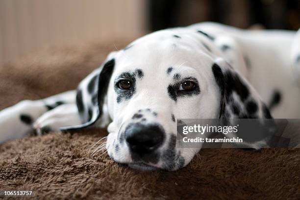 dalmatian puppy lying down on brown carpet - dalmatian stock pictures, royalty-free photos & images