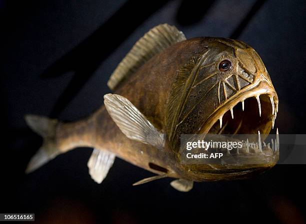 Model of a "Fangtooth fish" is displayed at the exhibition hall Japanese Palais new exhibition "Tiefsee" , on November 4, 2010 in Dresden, eastern...
