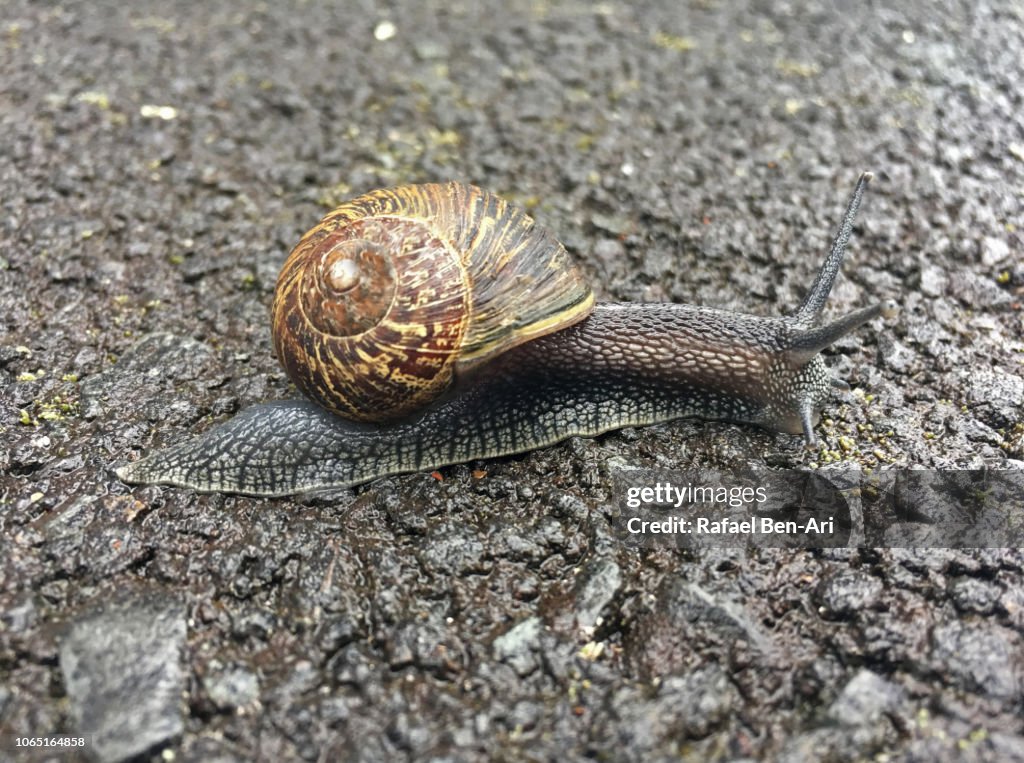 Garden Snail Crawling on Asphalt Surface
