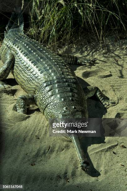 gharial - indian gharial stock pictures, royalty-free photos & images
