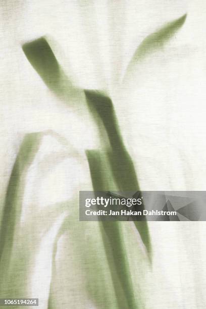 green plant behind curtain - behind the curtain stock pictures, royalty-free photos & images