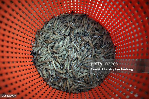 Freshly caught potted brown shrimp on the amphibious craft of Southport shrimp fisherman Christian Peet on November 1, 2010 in Southport, United...