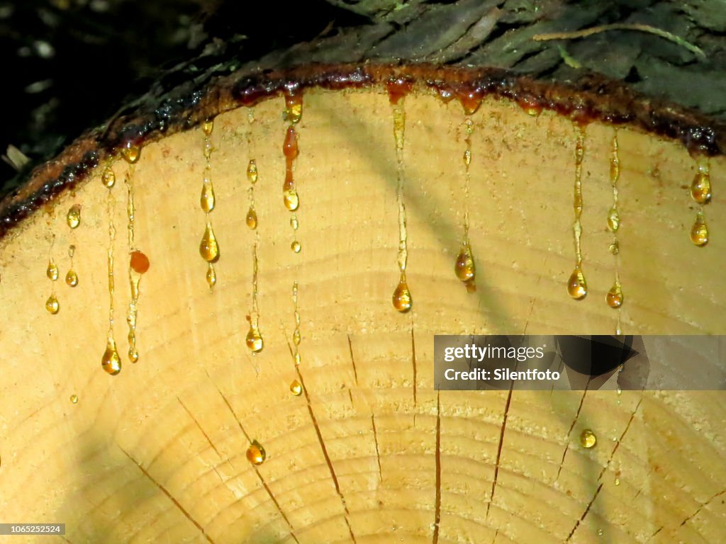 Tree Sap Exploding Why Does Tree Sap Fall at Victor Wenzel blog