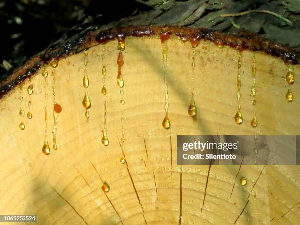 sap dripping down cross section of freshly cut cedar tree - látex flora - fotografias e filmes do acervo