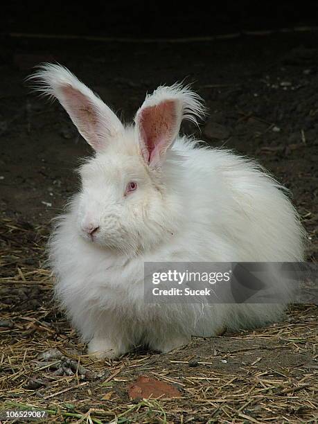 conejo de angora - ankara fotografías e imágenes de stock