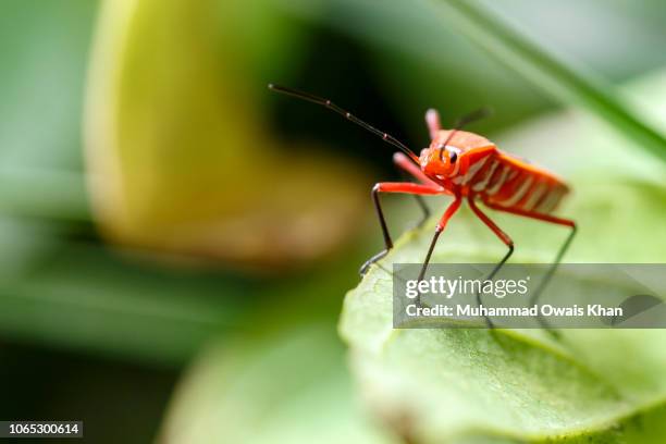 Firebug Insect Photos and Premium High Res Pictures - Getty Images