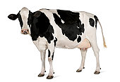 Side view of Holstein cow, 5 years old, standing.