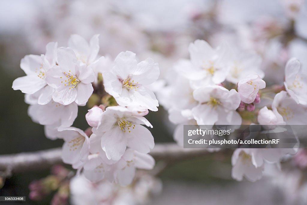 Cherry blossoms