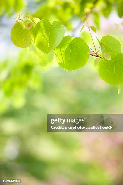 katsura tree (cercidiphyllum japonicum), kanagawa prefecture, honshu, japan - plusphoto stock pictures, royalty-free photos & images