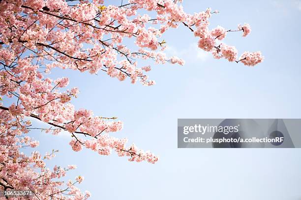 kawazu-zakura - plusphoto stock pictures, royalty-free photos & images