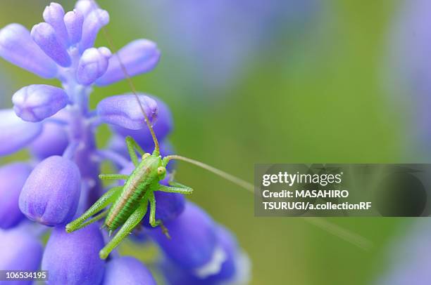 grasshopper on grape hyacinth (muscari latifolium) - muscari latifolium stock pictures, royalty-free photos & images