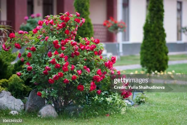 big red rose bush - red roses garden stock pictures, royalty-free photos & images