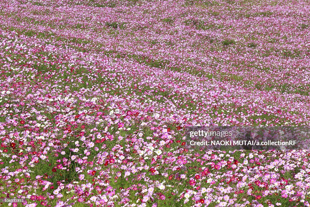 Cosmos Flower Field