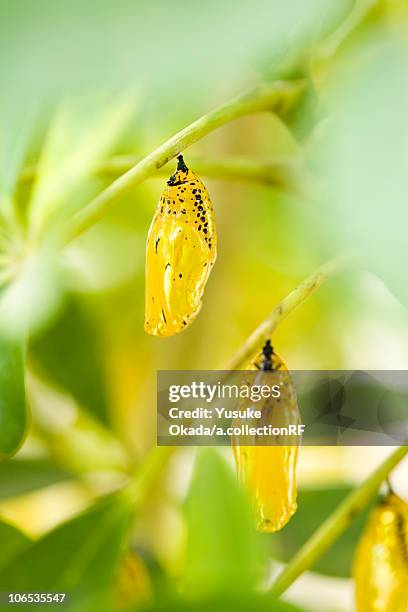 cocoon of paper kite butterfly, okinawa prefecture, japan - paper kite butterfly stock pictures, royalty-free photos & images