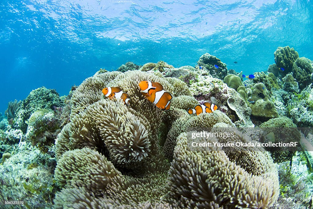Tomato Clownfish and soft coral underwater