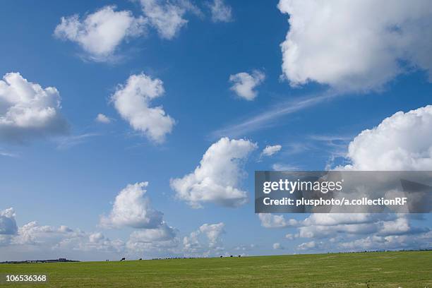 cows grazing, hokkaido prefecture, japan - plusphoto stock pictures, royalty-free photos & images