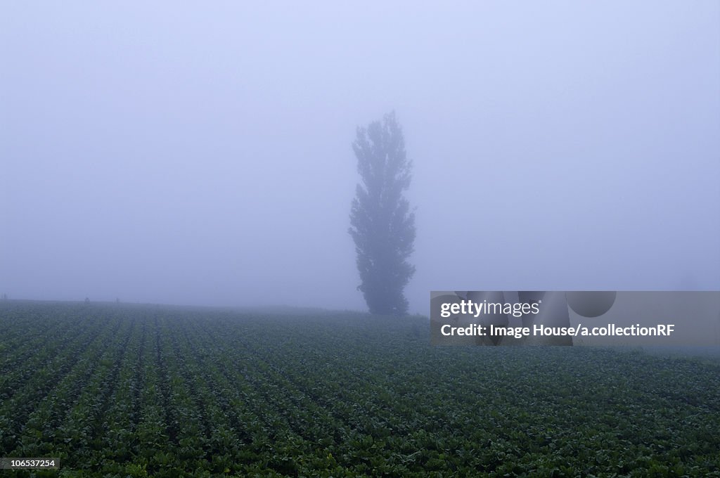 Field in fog, Kamifurano town, Hokkaido prefecture, Japan