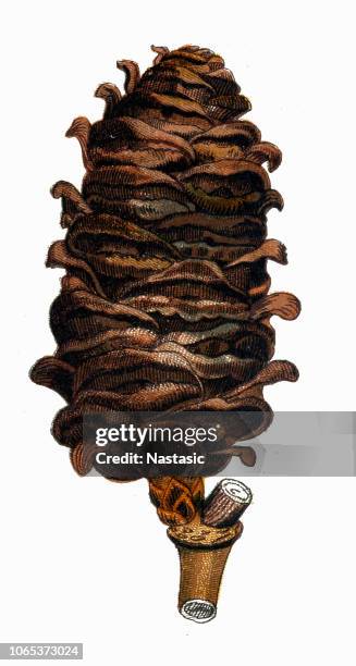 pine cone - pine cone white background stock illustrations