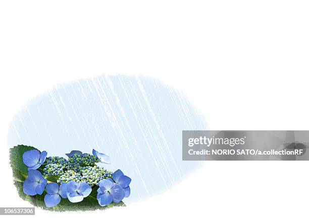 digital composite of hydrangea and illustration - blue hydrangea stock illustrations