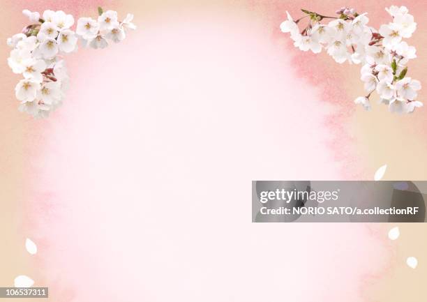 digital composite of cherry blossoms and illustration - falling petals stock illustrations