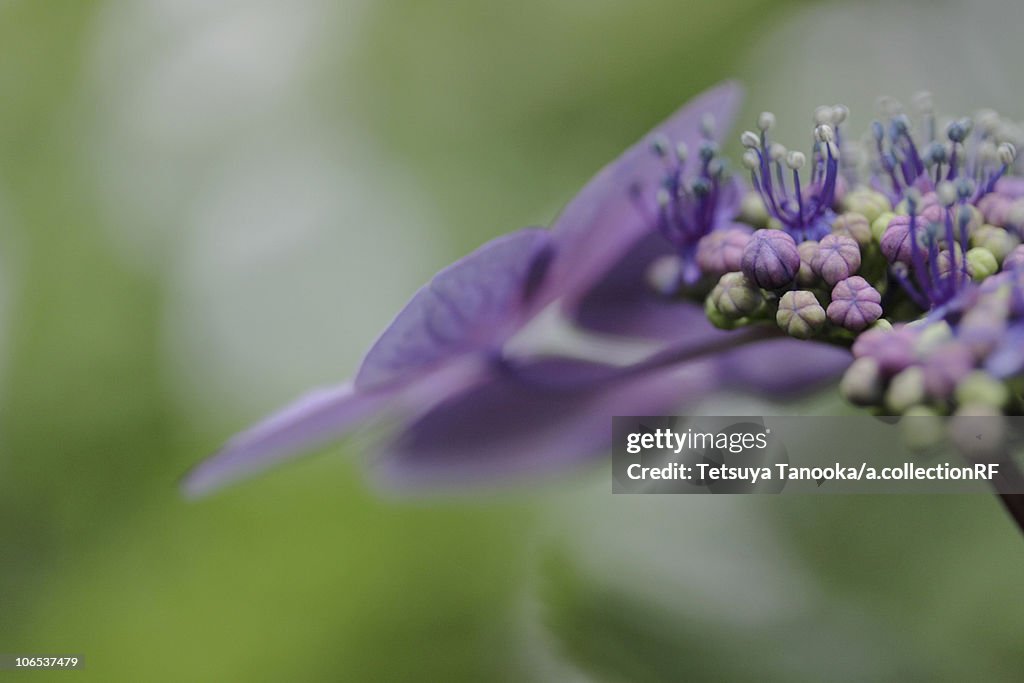 Close up of Purple Hydrangea Flowers