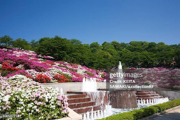 azalea at nishiyama park, fukui prefecture, honshu, japan - präfektur fukui stock-fotos und bilder