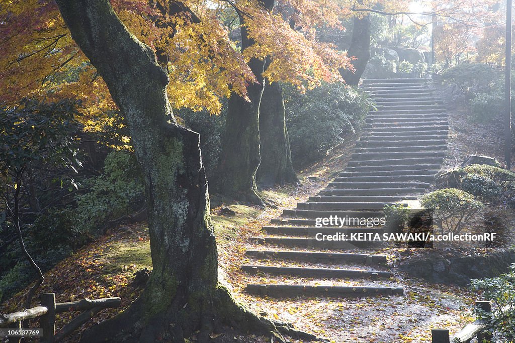 Staircase in mountain in autumn, Fukui Prefecture, Honshu, Japan