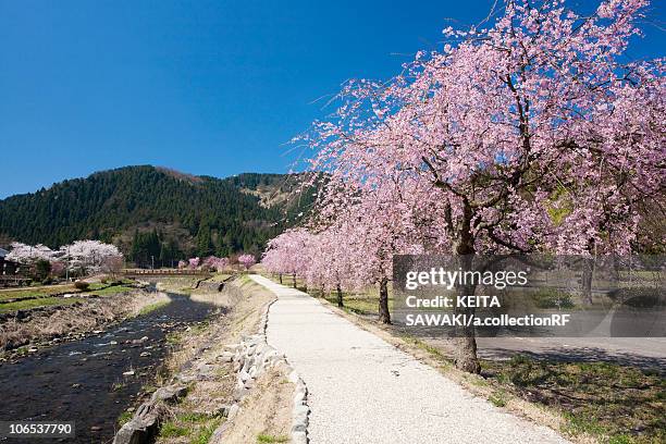 cherry blossoms at ichijyo-tani asakura ruins, fukui prefecture, honshu, japan - fukui prefecture foto e immagini stock