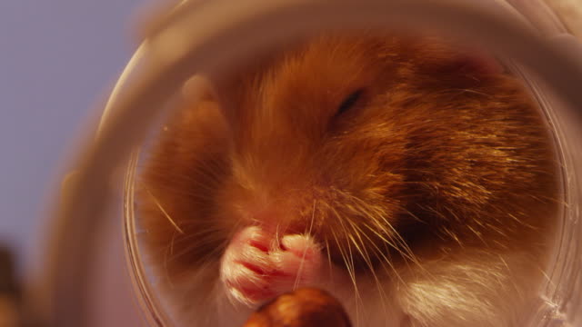 1,713 Hamster Videos and HD Footage - Getty Images