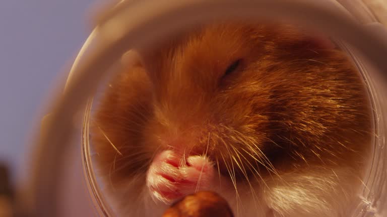 1,713 Hamster Videos and HD Footage - Getty Images 1,713 Hamster Videos and HD Footage - Getty Images