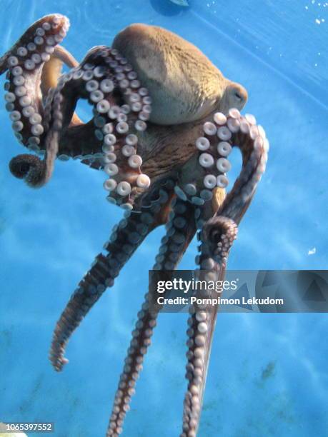octopus in the aquarium - octopus aquarium stock pictures, royalty-free photos & images