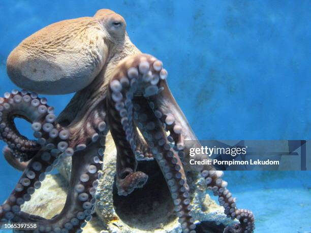 octopus in the aquarium - tentacle stock pictures, royalty-free photos & images