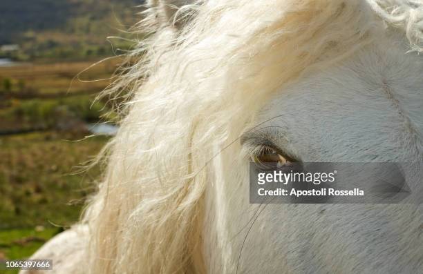 irish horse in connemara - connemara stockfoto's en -beelden